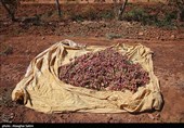 Pistachio Harvest Season Begins in Iran’s North Khorasan Province