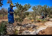 Pistachio Harvest Season Begins in Iran’s North Khorasan Province