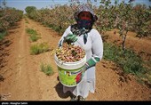 Pistachio Harvest Season Begins in Iran’s North Khorasan Province