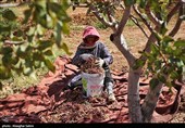 Pistachio Harvest Season Begins in Iran’s North Khorasan Province