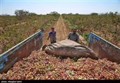 Pistachio Harvest Season Begins in Iran’s North Khorasan Province
