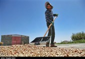 Pistachio Harvest Season Begins in Iran’s North Khorasan Province
