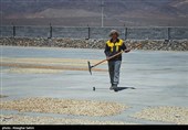 Pistachio Harvest Season Begins in Iran’s North Khorasan Province