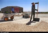 Pistachio Harvest Season Begins in Iran’s North Khorasan Province