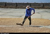 Pistachio Harvest Season Begins in Iran’s North Khorasan Province