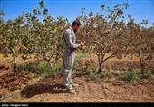 Pistachio Harvest Season Begins in Iran’s North Khorasan Province