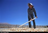Pistachio Harvest Season Begins in Iran’s North Khorasan Province