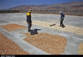 Pistachio Harvest Season Begins in Iran’s North Khorasan Province