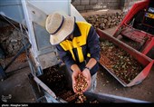 Pistachio Harvest Season Begins in Iran’s North Khorasan Province