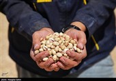 Pistachio Harvest Season Begins in Iran’s North Khorasan Province
