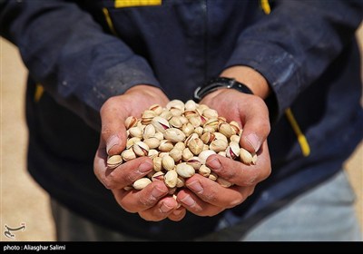 Pistachio Harvest Season Begins in Iran’s North Khorasan Province