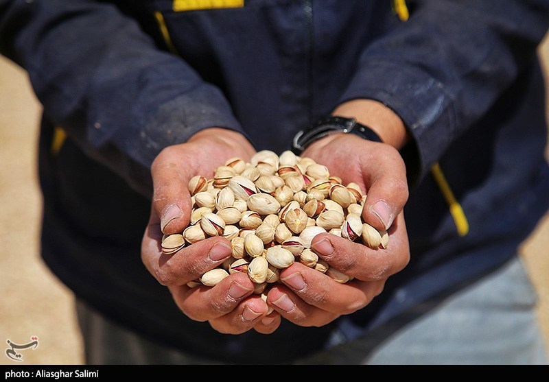 Pistachio Harvest Season Begins in Iran’s North Khorasan Province