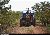 Pistachio Harvest Season Begins in Iran’s North Khorasan Province