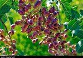 Pistachio Harvest Season Begins in Iran’s North Khorasan Province