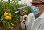 هسته‌ای در کشاورزی ــ 37 | کاهش انتشار ویروس‌های گیاهی با فناوری هسته‌ای