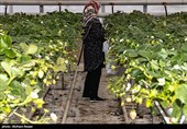 بزرگترین گلخانه توت فرنگی کشور