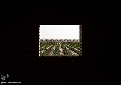 بزرگترین گلخانه توت فرنگی کشور
