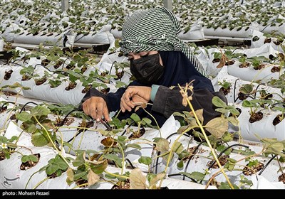 بزرگترین گلخانه توت فرنگی کشور