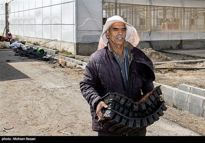 بزرگترین گلخانه توت فرنگی کشور