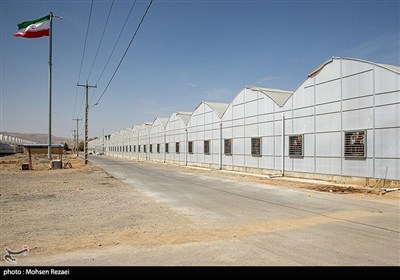 بزرگترین گلخانه توت فرنگی کشور