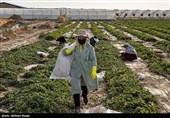 بزرگترین گلخانه توت فرنگی کشور
