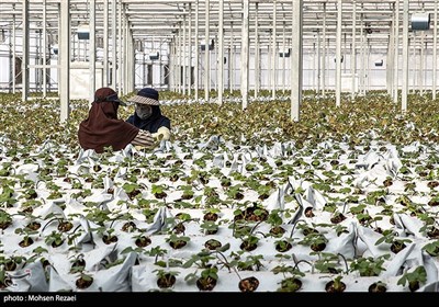 بزرگترین گلخانه توت فرنگی کشور