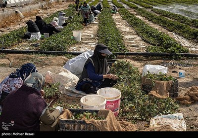 بزرگترین گلخانه توت فرنگی کشور