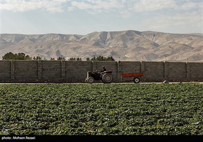 بزرگترین گلخانه توت فرنگی کشور