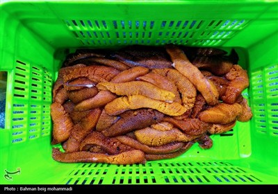 تور رسانه ای اداره دامپزشکی همدان به مناسبت هفته دامپزشکی بر ...