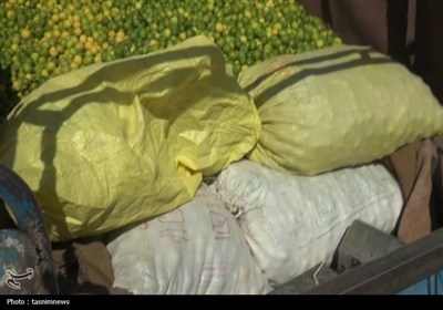 آغاز برداشت طلای سبز در کهگیلویه و بویراحمد- عکس صفحه استان  ...