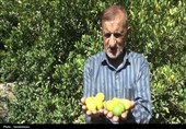 طلای سبز در معرض تهدید؛ خشکسالی و بی‌توجهی، برداشت لیموترش را کاهش داد