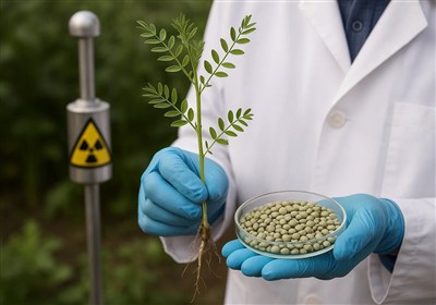 عدس،پروتئين،اصلاح،فناوري،پرتودهي،افزايش،in،غذايي،پرپروتئين،F ...