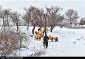 Iran Marks National Day of Village, Nomads