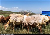 Iran Marks National Day of Village, Nomads
