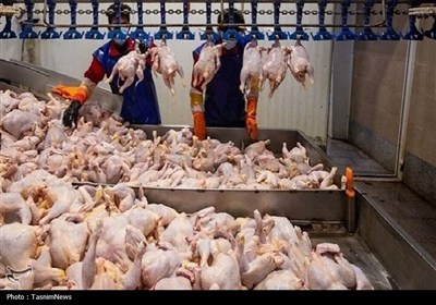 گرانی مرغ از کجا می‌آید؟ تأمین فقط 36درصد هزینه تولید با ارز 28500