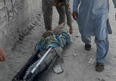 تمساح،دشتياري،بلوچستان،شهرستان،گاندو،آبتين