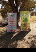 برگزاری پویش درختکاری روستا و عشایر در لرستان