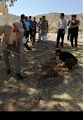 برگزاری پویش درختکاری روستا و عشایر در لرستان