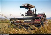 برداشت برنج در کامفیروز- فارس