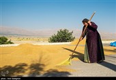 برداشت برنج در کامفیروز- فارس