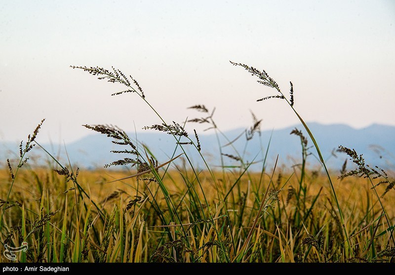 معرفی 2 رقم جدید برنج در کشور با عملکرد بالا و مصرف آب کمتر