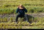 برداشت برنج در کامفیروز- فارس
