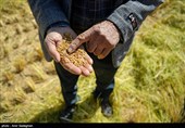 برداشت برنج در کامفیروز- فارس