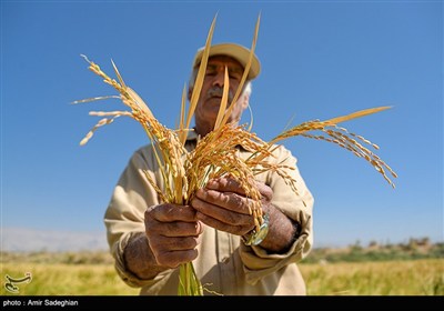 برداشت برنج در شالیزارهای کامفیروز- فارس- عکس استانها تسنیم