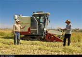 برداشت برنج در کامفیروز- فارس