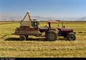 برداشت برنج در کامفیروز- فارس