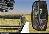 برداشت برنج در کامفیروز- فارس