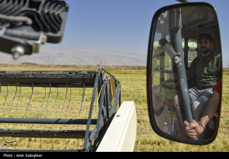 کشت دوم برنج راهبردی برای امنیت غذایی است