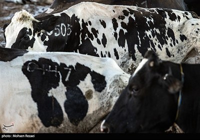 تولید در مسیر پیشرفت مناطق محروم- عکس خبری تسنیم