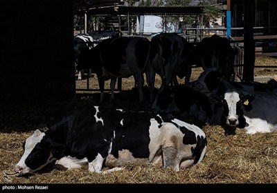 تولید در مسیر پیشرفت مناطق محروم